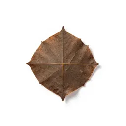 Salal
