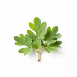 Salt marsh mallow