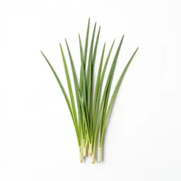 Salt reed grass