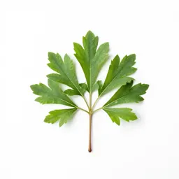 Salt tree