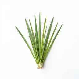 Sand dropseed