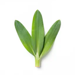 Sand leek