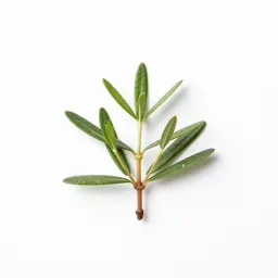 Sand myrtle