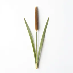 Sand sedge