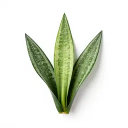 Sansevieria