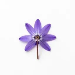 Scilla
