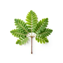 Screw tree