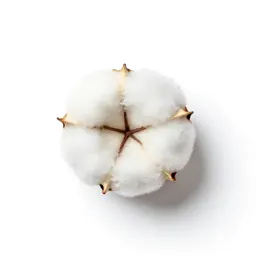 Sea island cotton