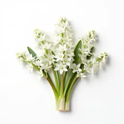 Sea squill