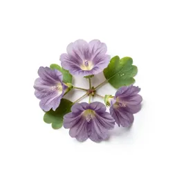 Seashore mallow