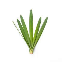 Sedge