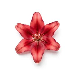 Sego lily