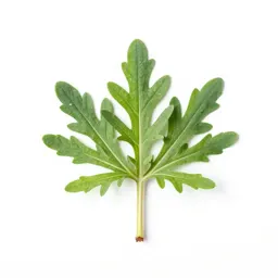 Sericea lespedeza