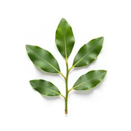 Sheep laurel
