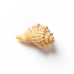 Shellflower