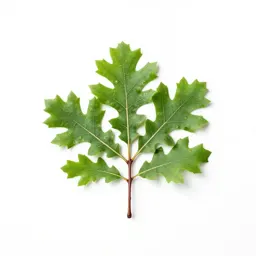 Silk oak