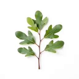 Silky oak