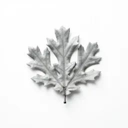 Silver oak