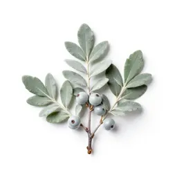 Silverberry