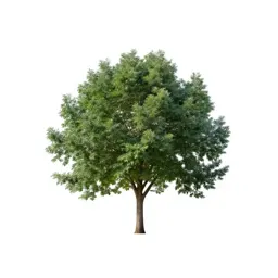 Smoke tree
