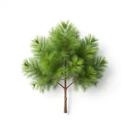 Sorrel tree