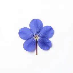 Southern blue flag