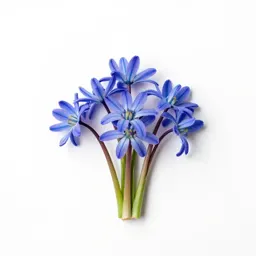 Spring squill