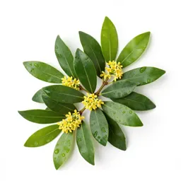 Spurge laurel