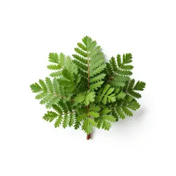 Staggerbush