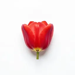 Star tulip