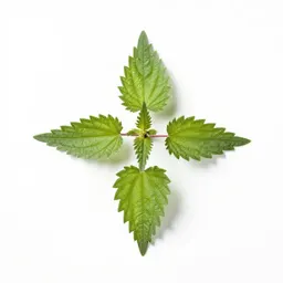 Stinging nettle