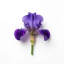 Stinking iris