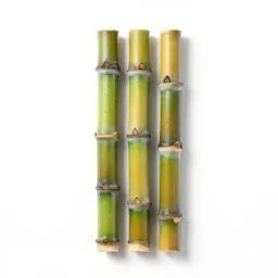 Sugarcane