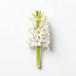 Summer hyacinth