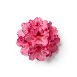 Swamp azalea