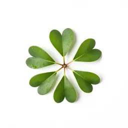Swamp laurel