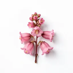 Sweet bells