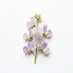 Sweet pea