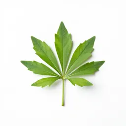 Sweet pepperbush