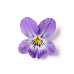 Sweet violet