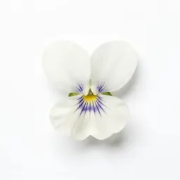 Sweet white violet