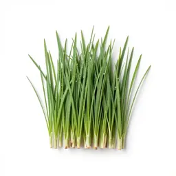 Switch grass