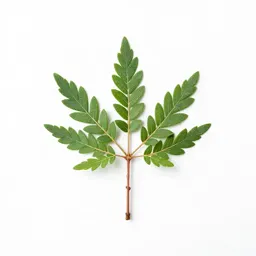 Tamarisk