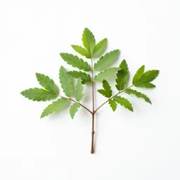 Tanglebush