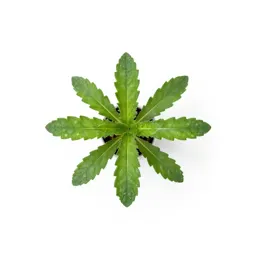 Telegraph plant