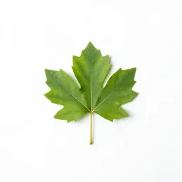 Tick trefoil