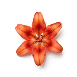 Tiger lily