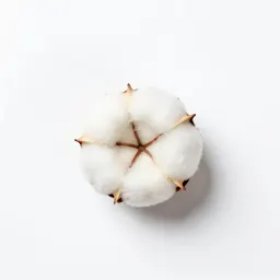 Tree cotton