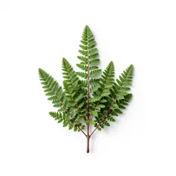 Tree heath