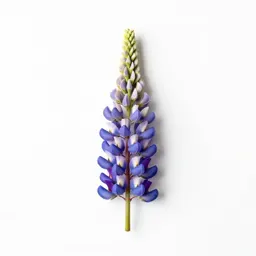 Tree lupine